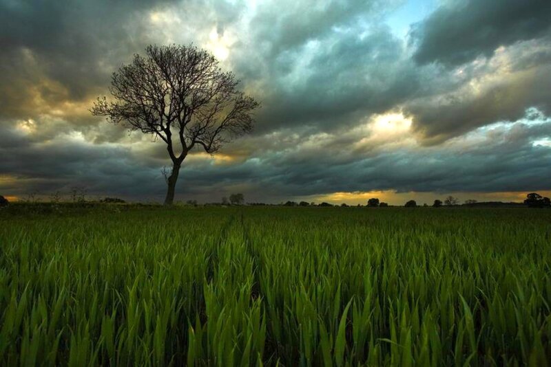 Solitary Tree in Field — Green, Dramatic, Sunset