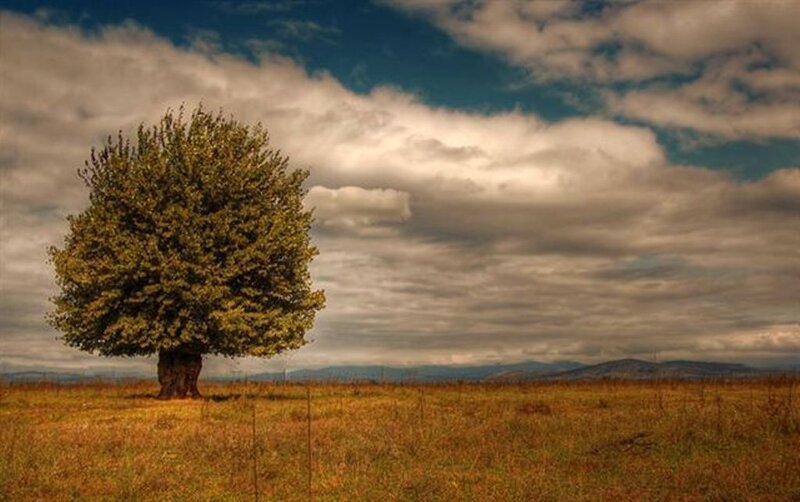 Solitary Tree in Field — Green, Dramatic