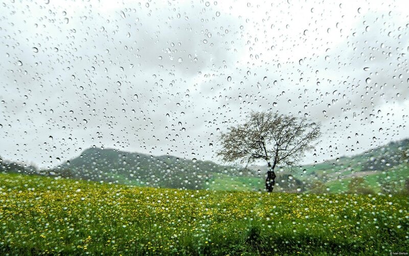 Solitary Tree in Field — Green, Overcast, Spring
