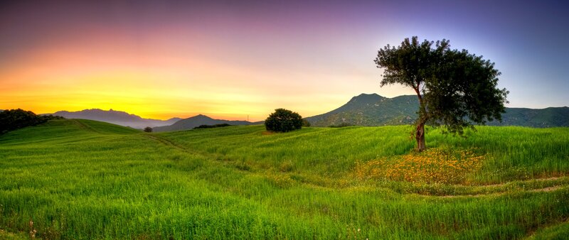 Solitary Tree in Field — Green, Purple