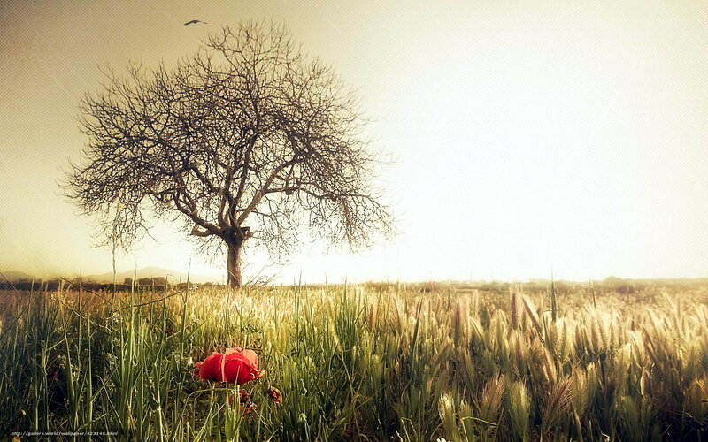 Solitary Tree in Field — Green, Serene, Afternoon, Photograph, Bird