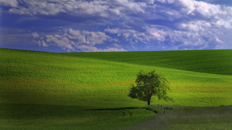 Solitary Tree in Field — Green, Serene, Afternoon, Photograph, Clouds, Blue