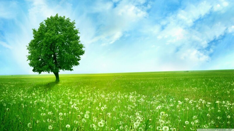 Solitary Tree in Field — Green, Serene, Afternoon, Photograph, Clouds, Dandelions