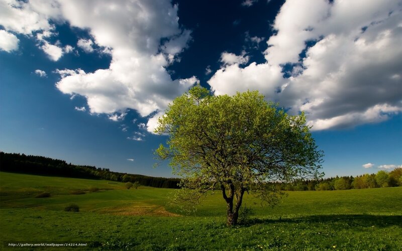 Solitary Tree in Field — Green, Serene, Afternoon, Photograph, Clouds, Grass