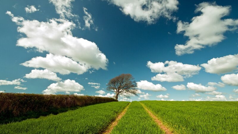 Solitary Tree in Field — Green, Serene, Afternoon, Photograph, Clouds, Path, Hedge, Blue