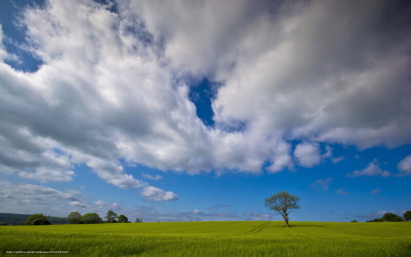 Solitary Tree in Field — Green, Serene, Afternoon, Photograph, Clouds, Trees