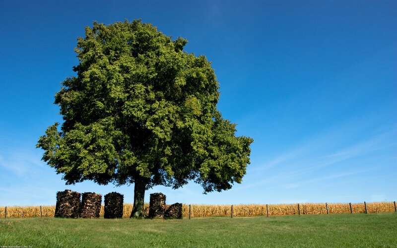 Solitary Tree in Field — Green, Serene, Afternoon, Photograph, Cornfield