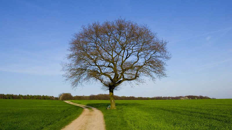 Solitary Tree in Field — Green, Serene, Afternoon, Photograph, Dirt Path, Bench, Sky