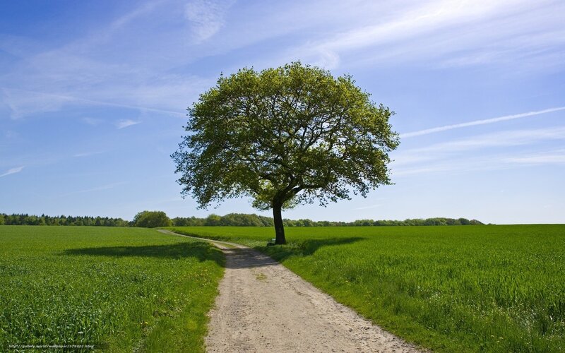 Solitary Tree in Field — Green, Serene, Afternoon, Photograph, Dirt Path, Green Grass, Blue Sky