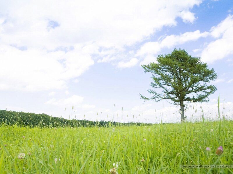 Solitary Tree in Field — Green, Serene, Afternoon, Photograph, Grass, Clouds, Sky