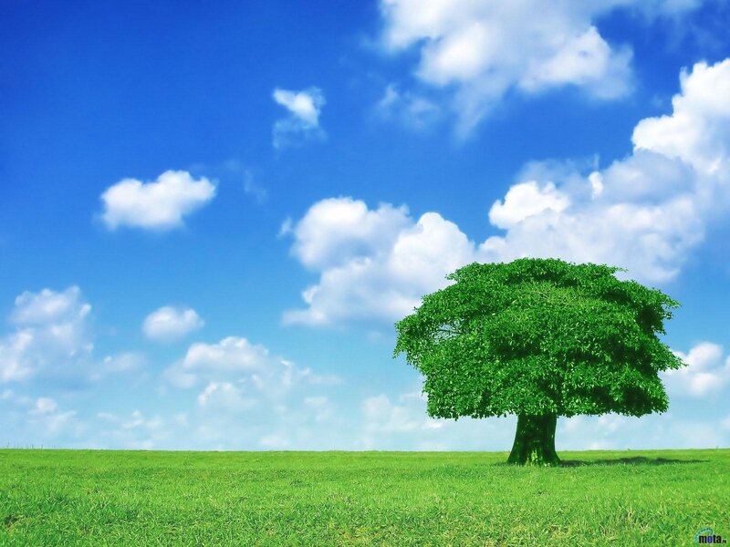 Solitary Tree in Field — Green, Serene, Afternoon, Photograph, Grass, Sky, Clouds