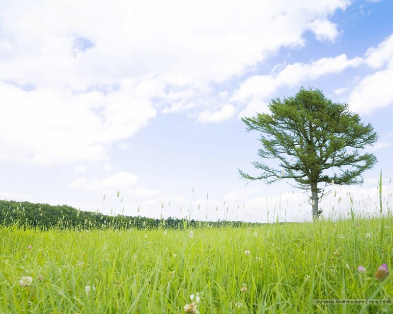 Solitary Tree in Field — Green, Serene, Afternoon, Photograph, Grass