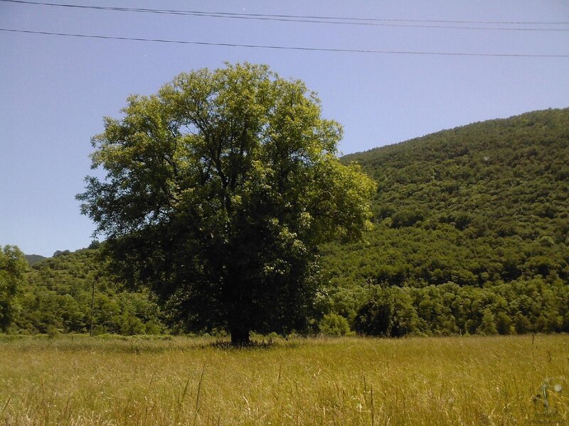 Solitary Tree in Field — Green, Serene, Afternoon, Photograph, Hill