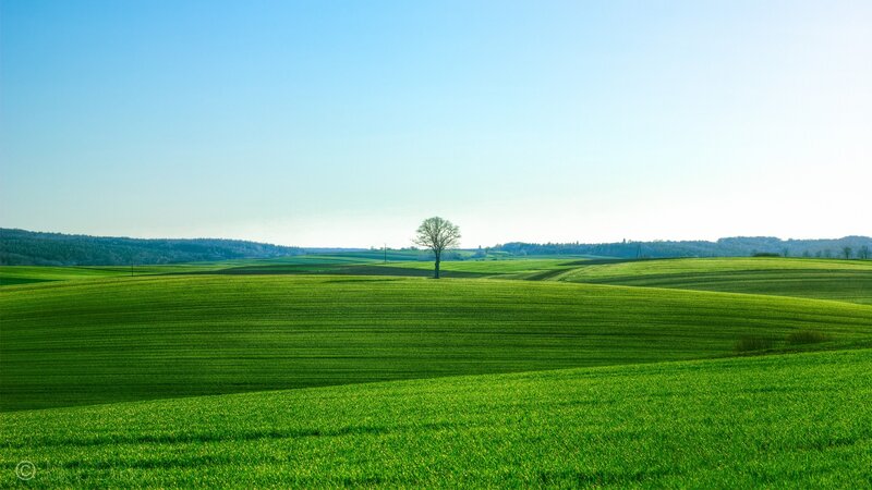 Solitary Tree in Field — Green, Serene, Afternoon, Photograph, Hills, Sky, Blue, White