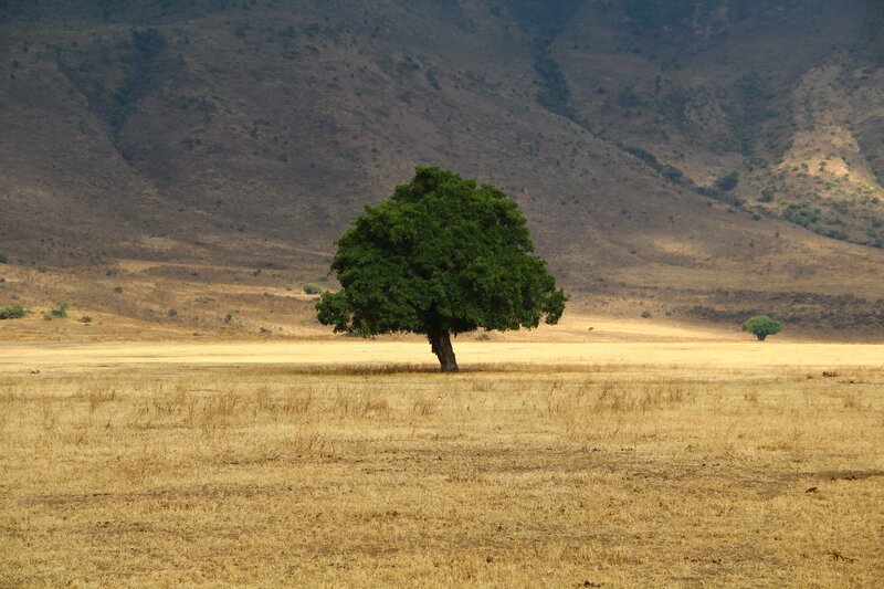 Solitary Tree in Field — Green, Serene, Afternoon, Photograph, Mountain