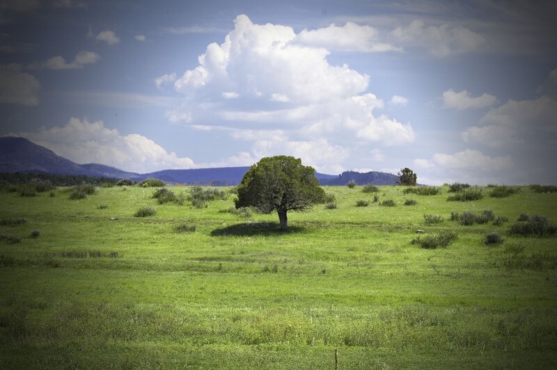 Solitary Tree in Field — Green, Serene, Afternoon, Photograph, Mountains, Clouds, Grass