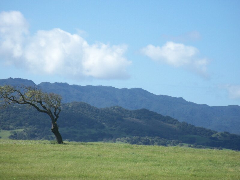 Solitary Tree in Field — Green, Serene, Afternoon, Photograph, Mountains, Clouds