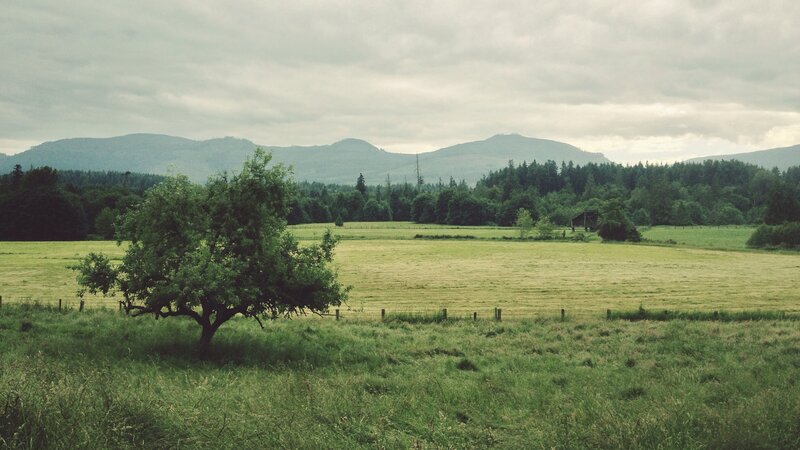 Solitary Tree in Field — Green, Serene, Afternoon, Photograph, Mountains, Forest