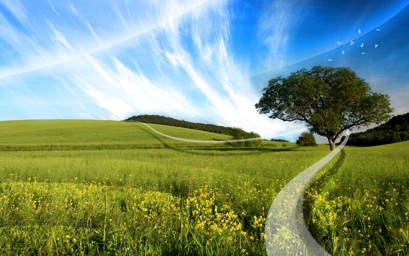 Solitary Tree in Field — Green, Serene, Afternoon, Photograph, Path, Birds