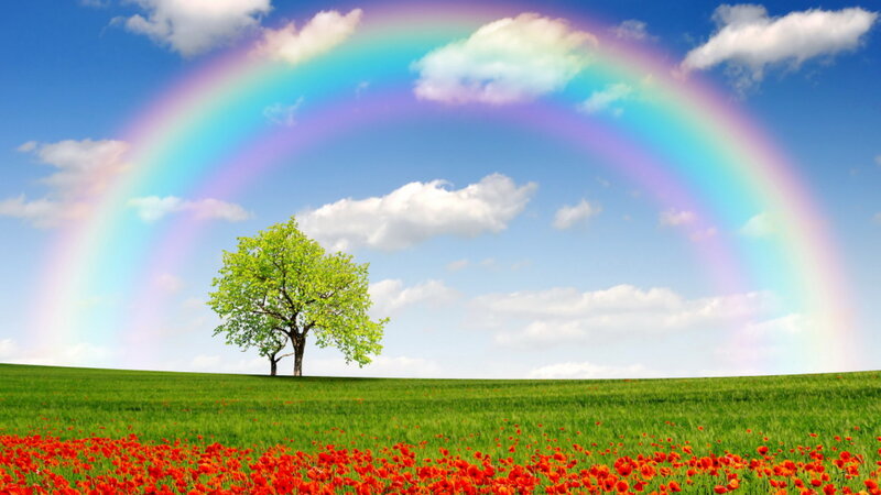 Solitary Tree in Field — Green, Serene, Afternoon, Photograph, Rainbow, Clouds