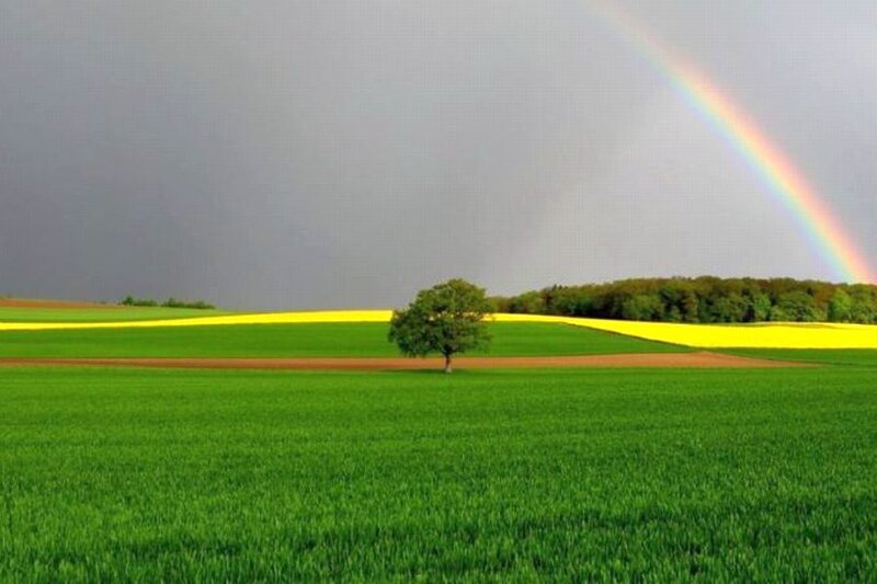 Solitary Tree in Field — Green, Serene, Afternoon, Photograph, Rainbow