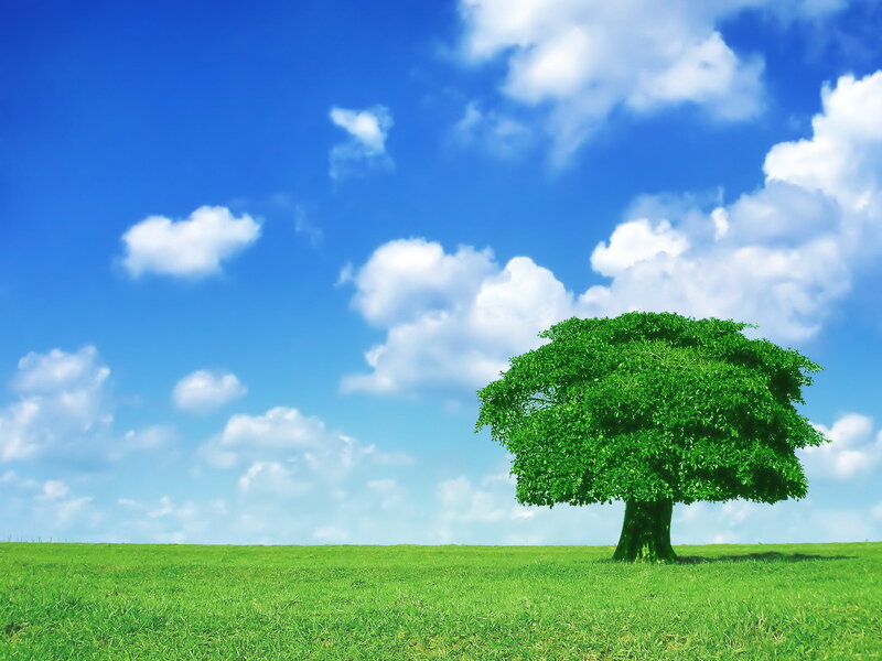 Solitary Tree in Field — Green, Serene, Afternoon, Photograph, Sky, Clouds, Grass