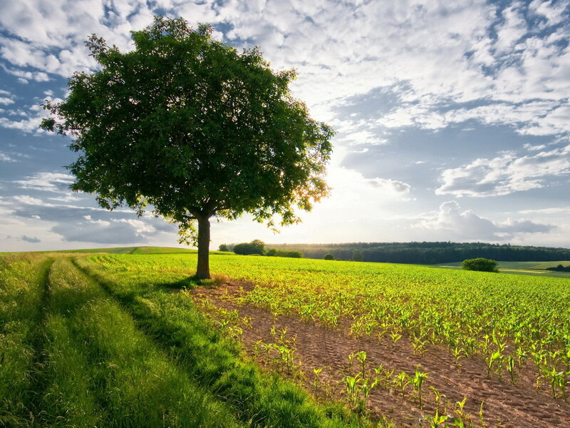 Solitary Tree in Field — Green, Serene, Afternoon, Photograph, Sky, Clouds