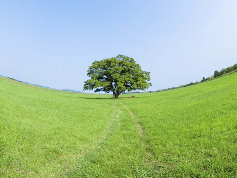 Solitary Tree in Field — Green, Serene, Afternoon, Photograph, Sky, Path