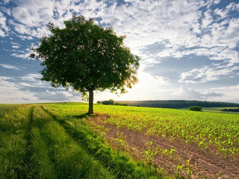 Solitary Tree in Field — Green, Serene, Afternoon, Photograph, Sky