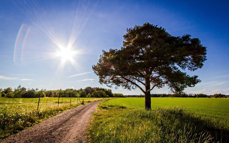 Solitary Tree in Field — Green, Serene, Afternoon, Photograph, Sun