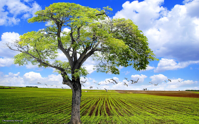 Solitary Tree in Field — Green, Serene, Afternoon, Photograph