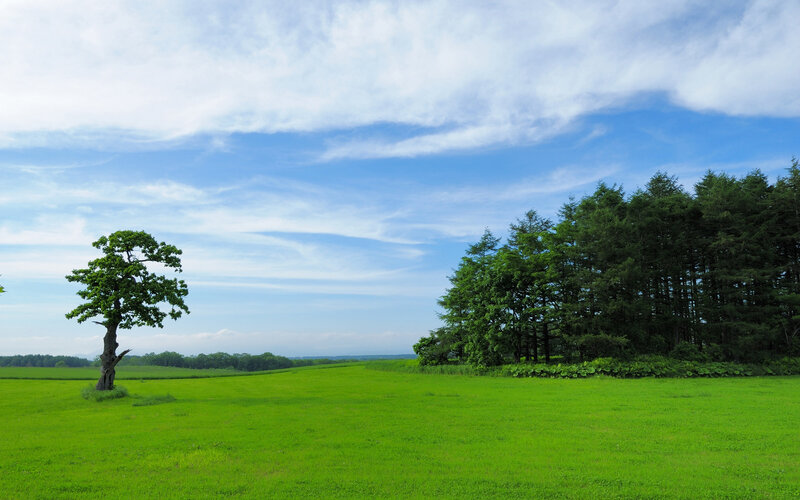 Solitary Tree in Field — Green, Serene, Afternoon, Photograph, Trees, Sky, Blue