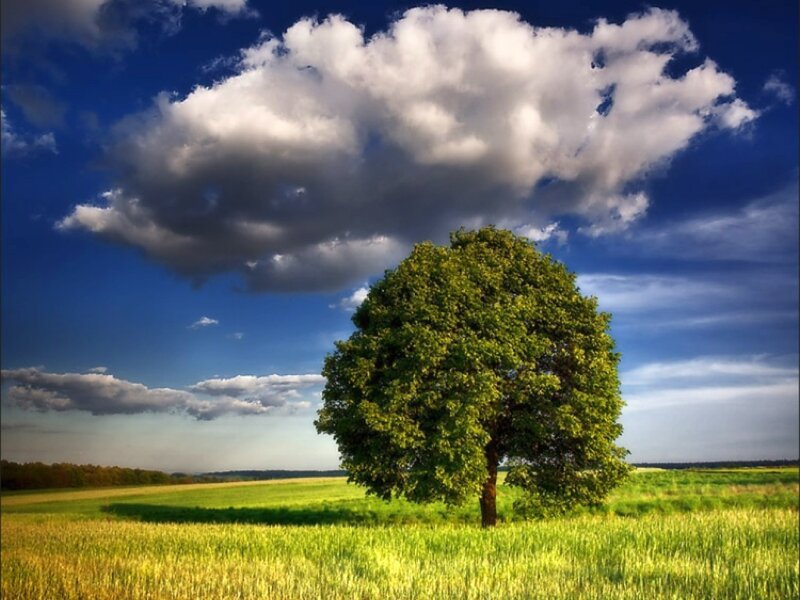 Solitary Tree in Field — Green, Serene, Afternoon