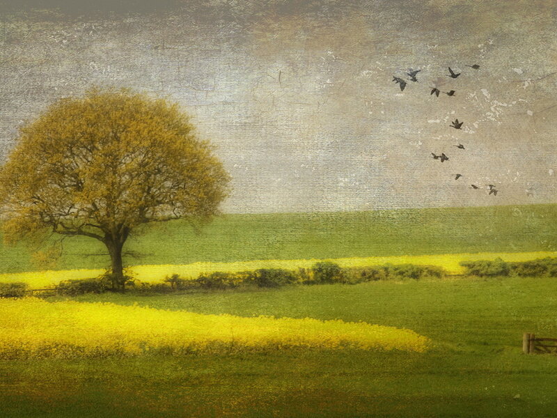 Solitary Tree in Field — Green, Serene, Autumn, Painting, Birds