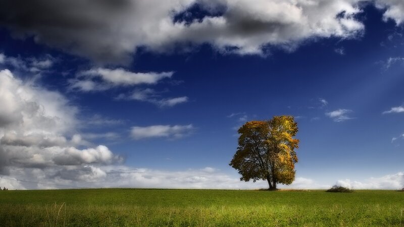 Solitary Tree in Field — Green, Serene, Autumn