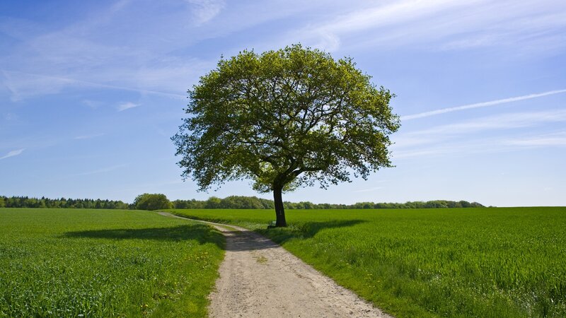 Solitary Tree in Field — Green, Serene, Daytime