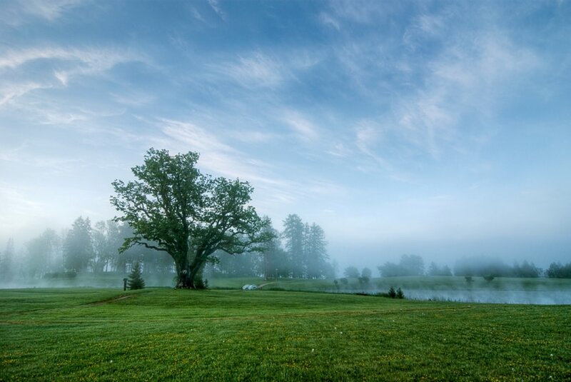 Solitary Tree in Field — Green, Serene, Morning, Photograph, Fog, Lake