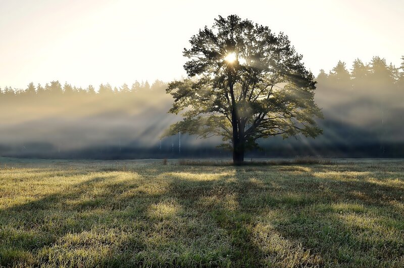 Solitary Tree in Field — Green, Serene, Morning, Photograph, Fog, Sunlight