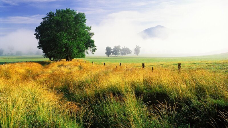 Solitary Tree in Field — Green, Serene, Morning, Photograph, Mountain, Fog