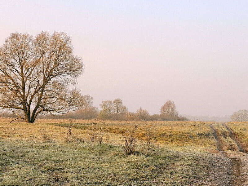 Solitary Tree in Field — Green, Serene, Morning, Photograph, Path