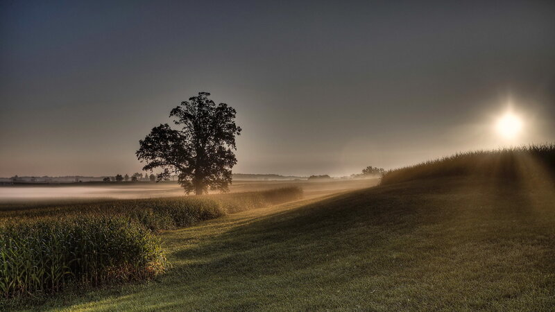 Solitary Tree in Field — Green, Serene, Morning, Photograph, Sun
