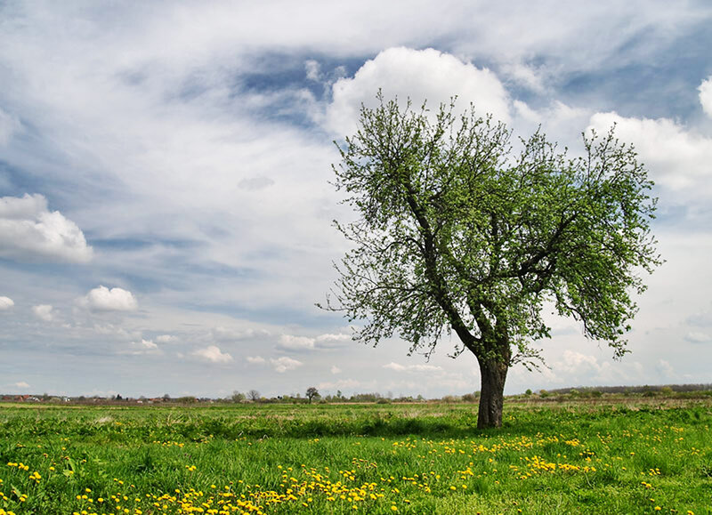 Solitary Tree in Field — Green, Serene, Spring, Photograph, Clouds
