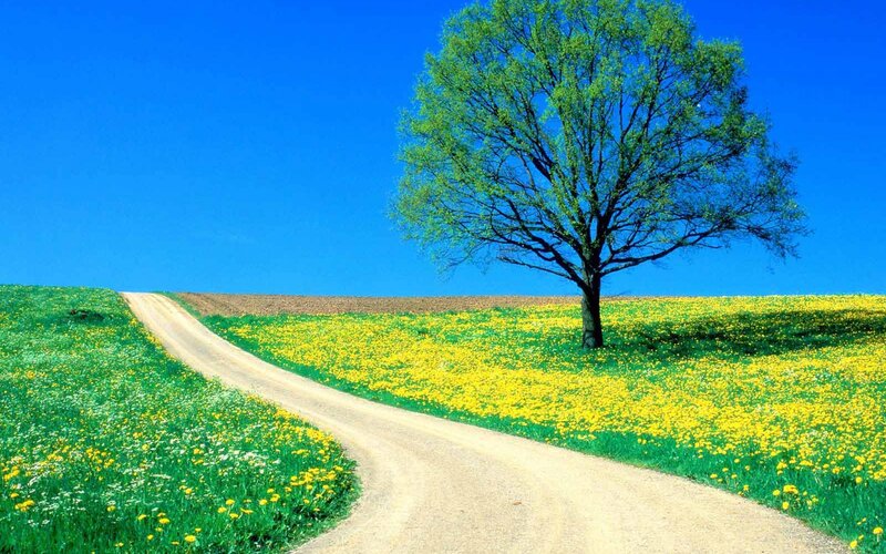 Solitary Tree in Field — Green, Serene, Spring, Photograph, Dirt Road