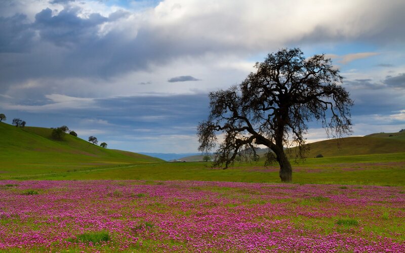 Solitary Tree in Field — Green, Serene, Spring, Photograph, Flowers, Hills, Sky