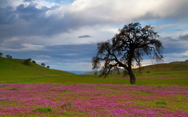 Solitary Tree in Field — Green, Serene, Spring, Photograph, Flowers