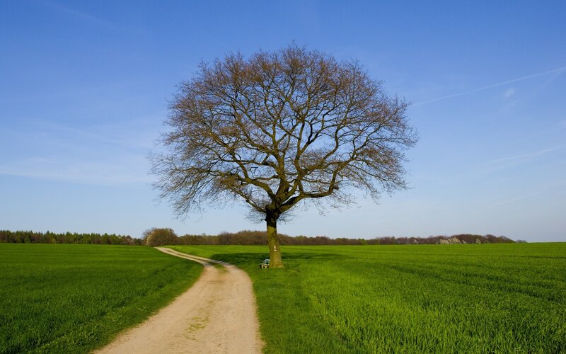 Solitary Tree in Field — Green, Serene, Spring, Photograph