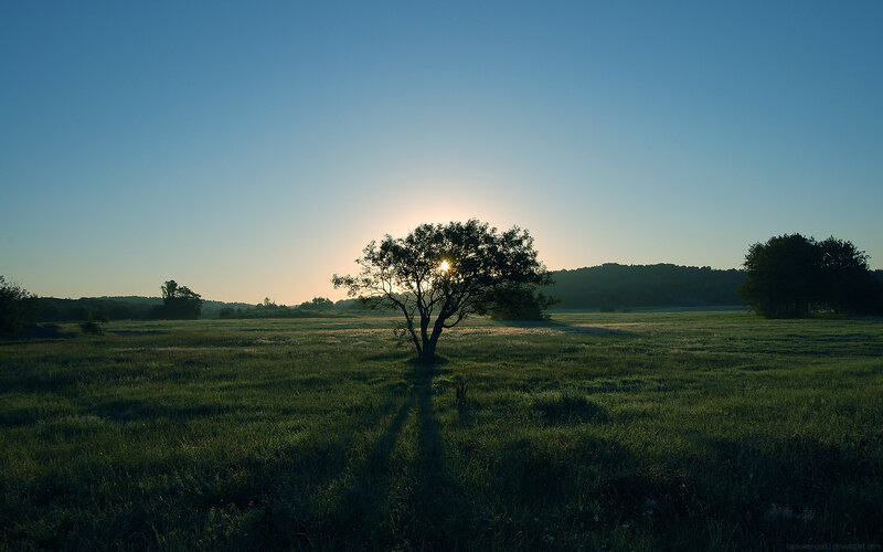 Solitary Tree in Field — Green, Serene, Sunrise, Photograph