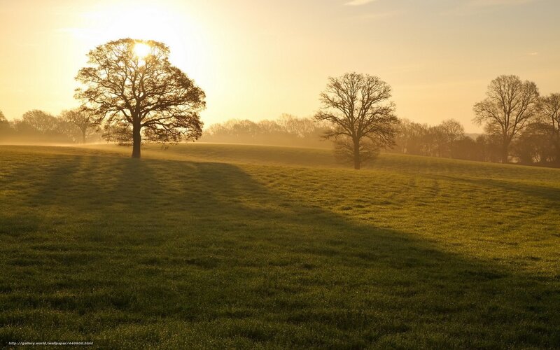Solitary Tree in Field — Green, Serene, Sunrise