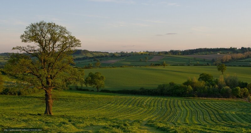 Solitary Tree in Field — Green, Serene, Sunset, Photograph, Fields
