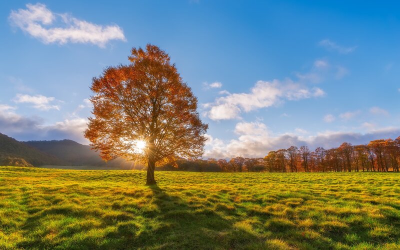 Solitary Tree in Field — Green, Serene, Sunset, Photograph, Grass, Sky